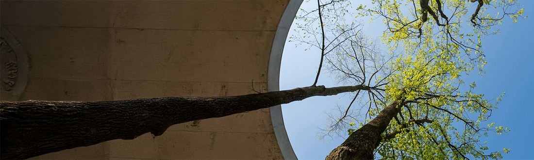 Trees in circular courtyard